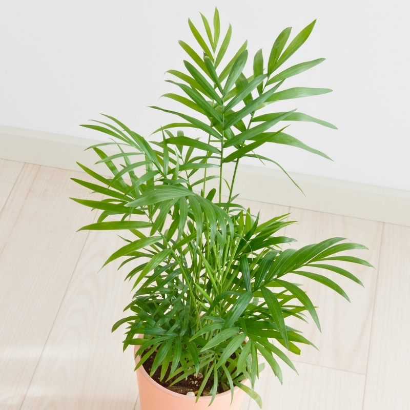 Indoor palms