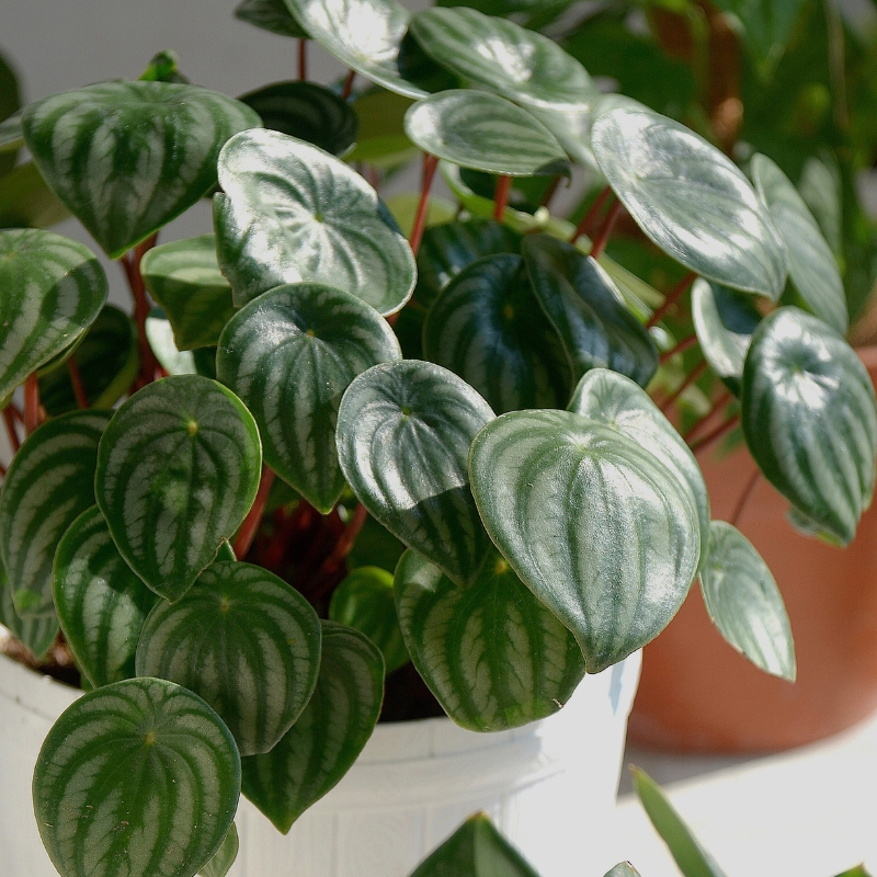 Peperomia - Radiator plants