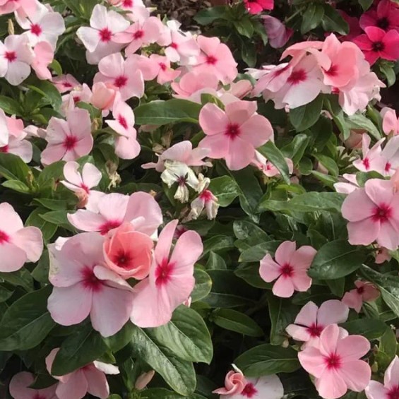 Madagascar Periwinkles