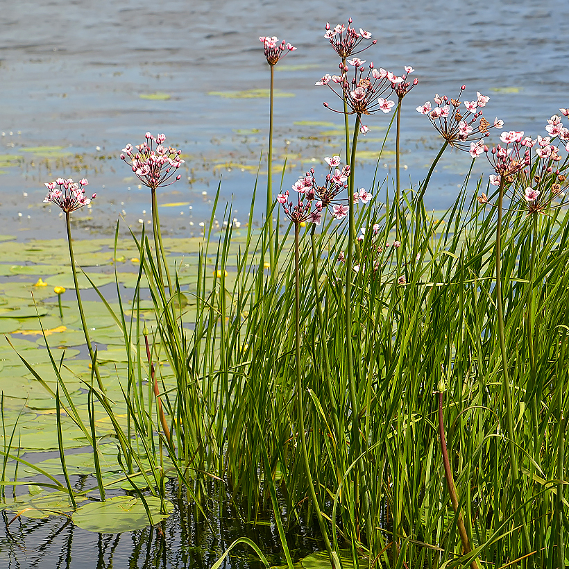 Aquatic plants for 5 to 20 cm of water