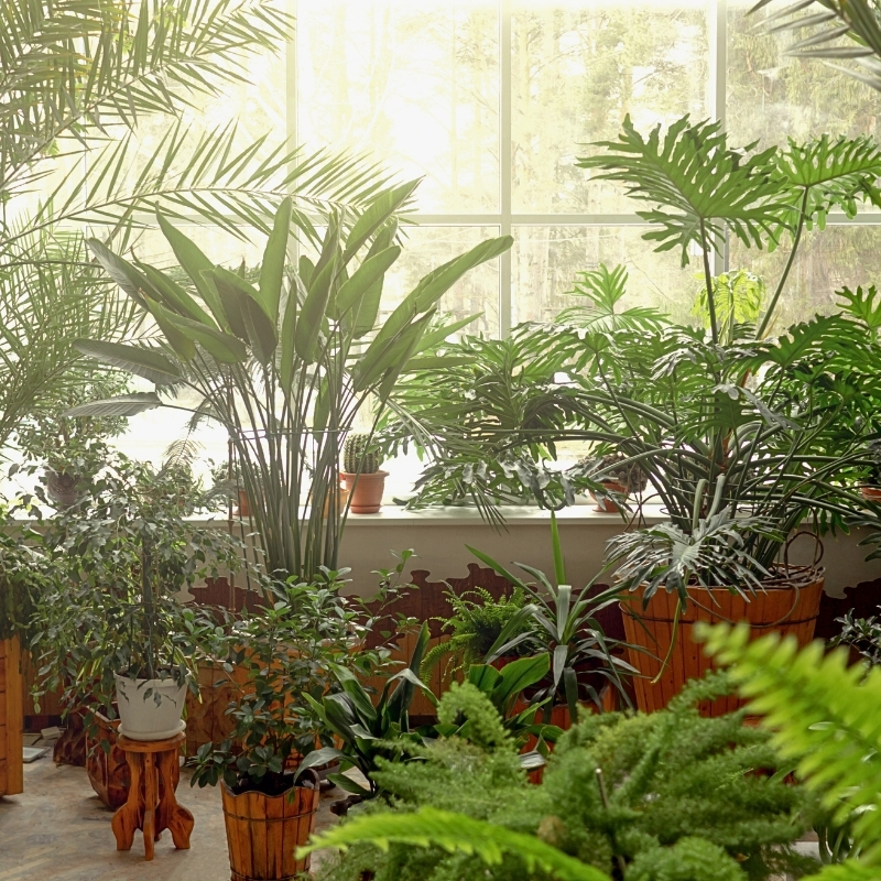 Tropical house plants