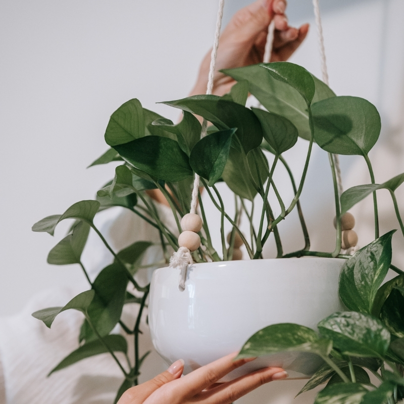 Trailing Houseplants - Hanging Houseplants