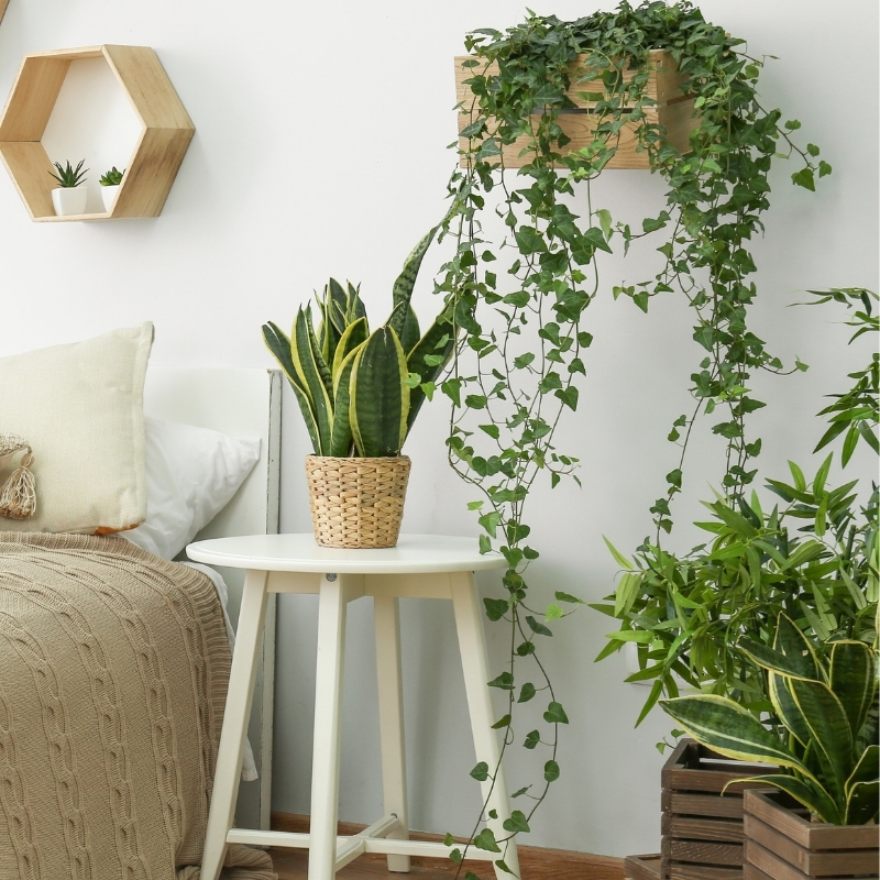 Easy houseplants