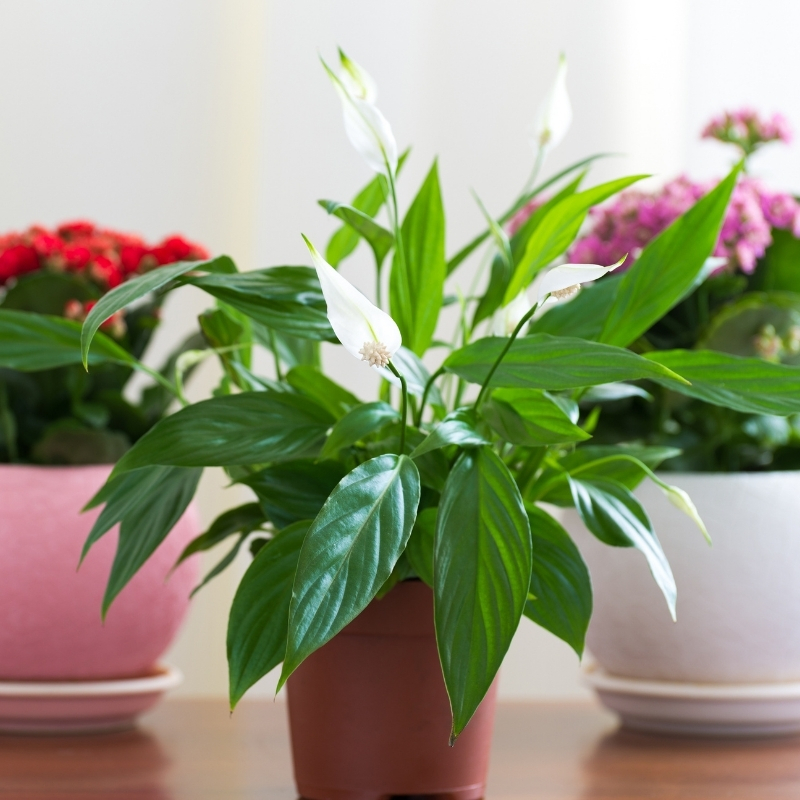 Indoor flowering pot plants