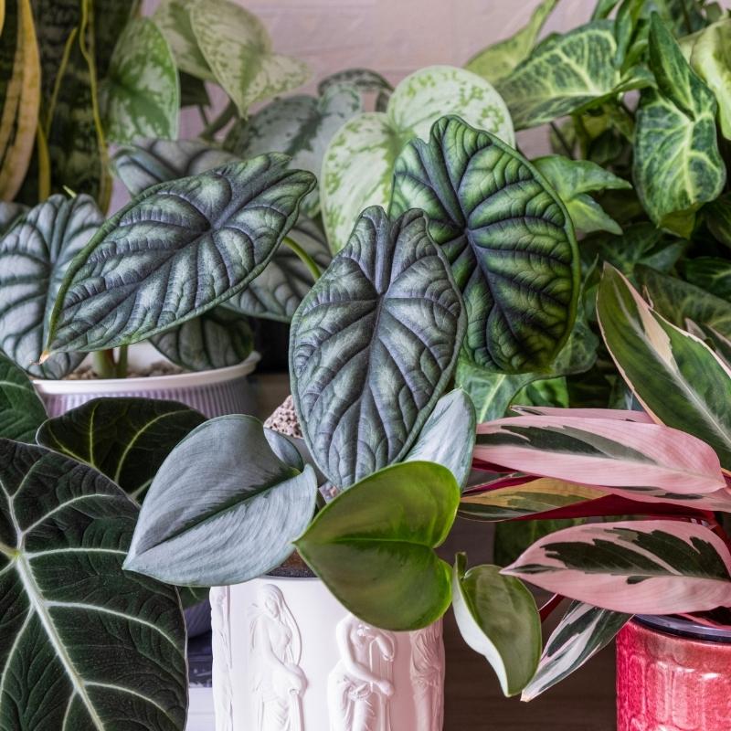 Shade-loving indoor plants
