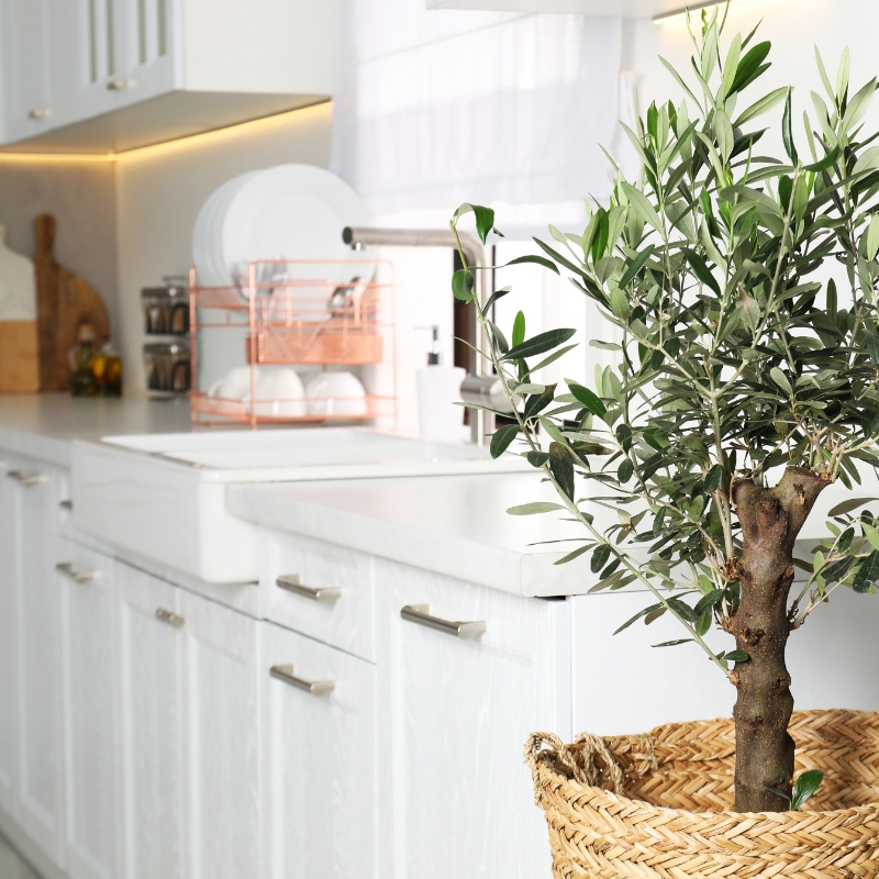 Houseplants for the Kitchen