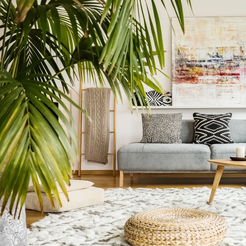 Living room plants