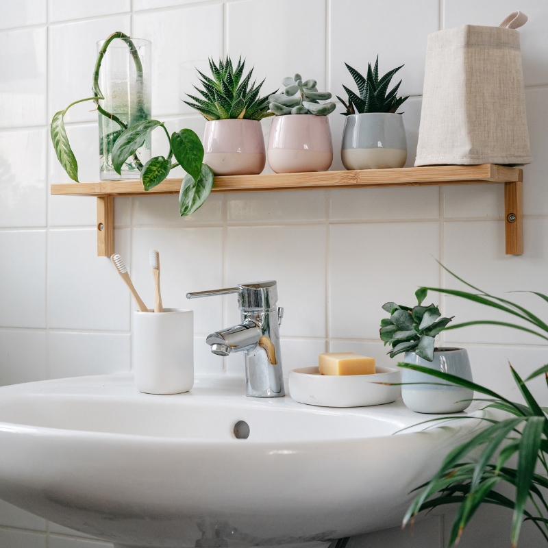 Plants for bathroom