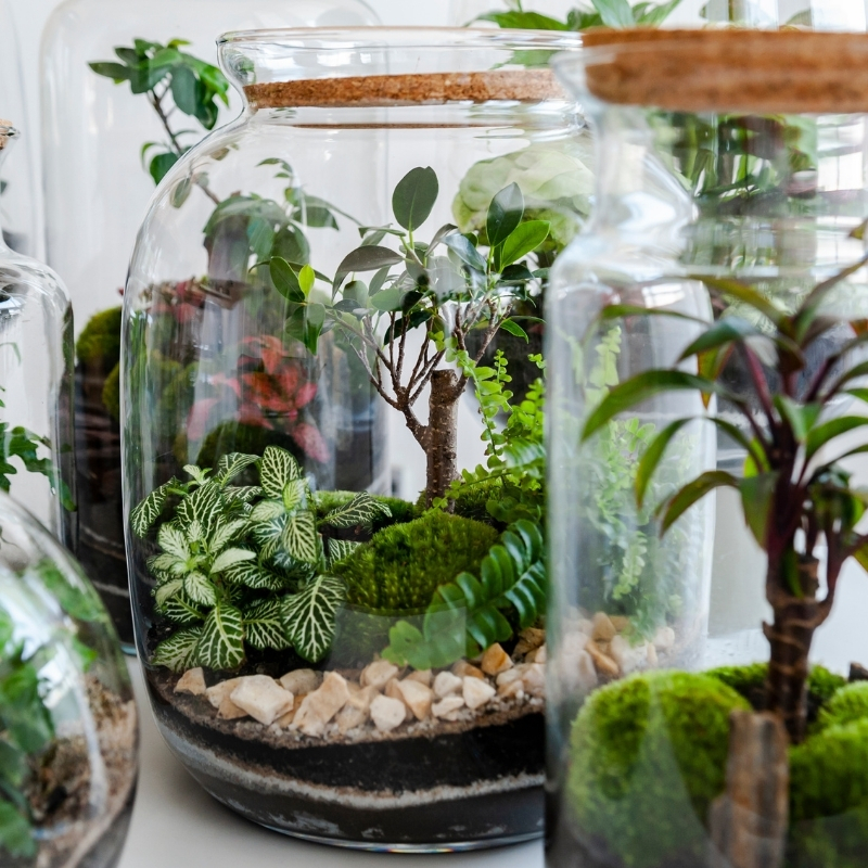 Terrarium plants