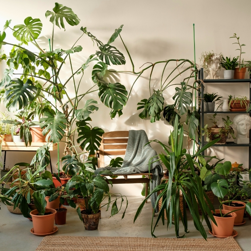 Green plants