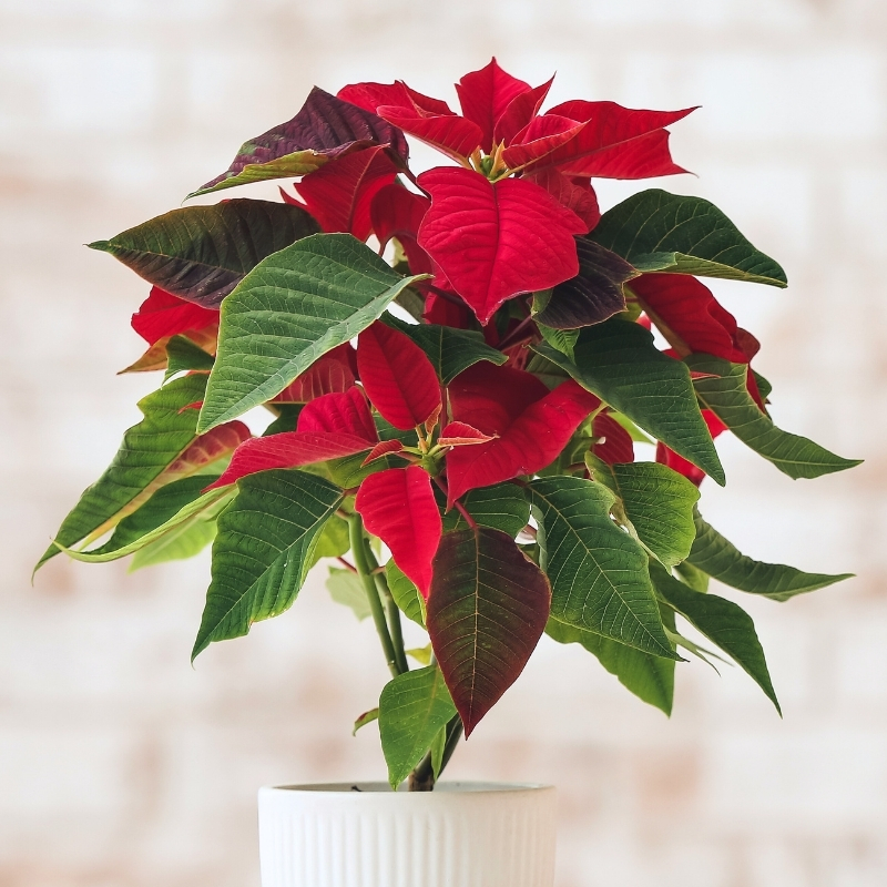 Poinsettia - Christmas flower