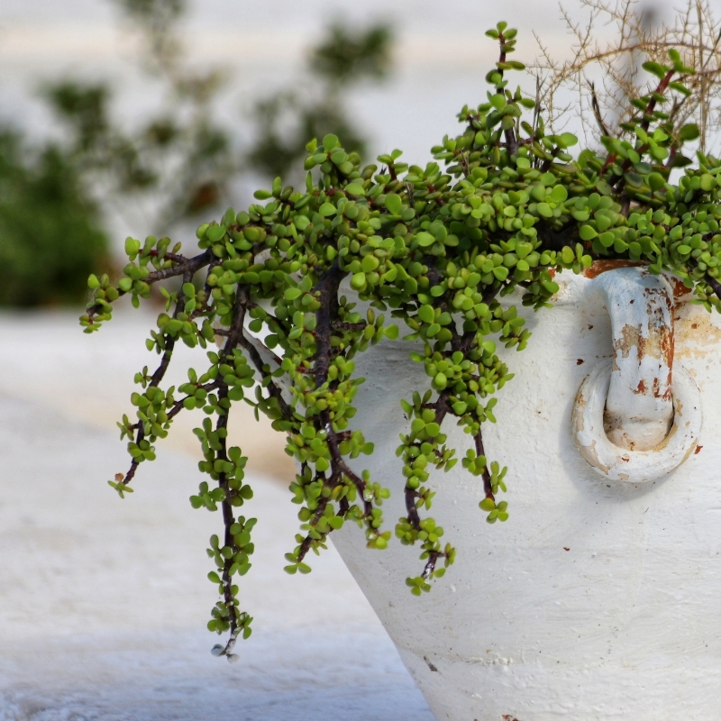 Elephant bush - Portulacaria