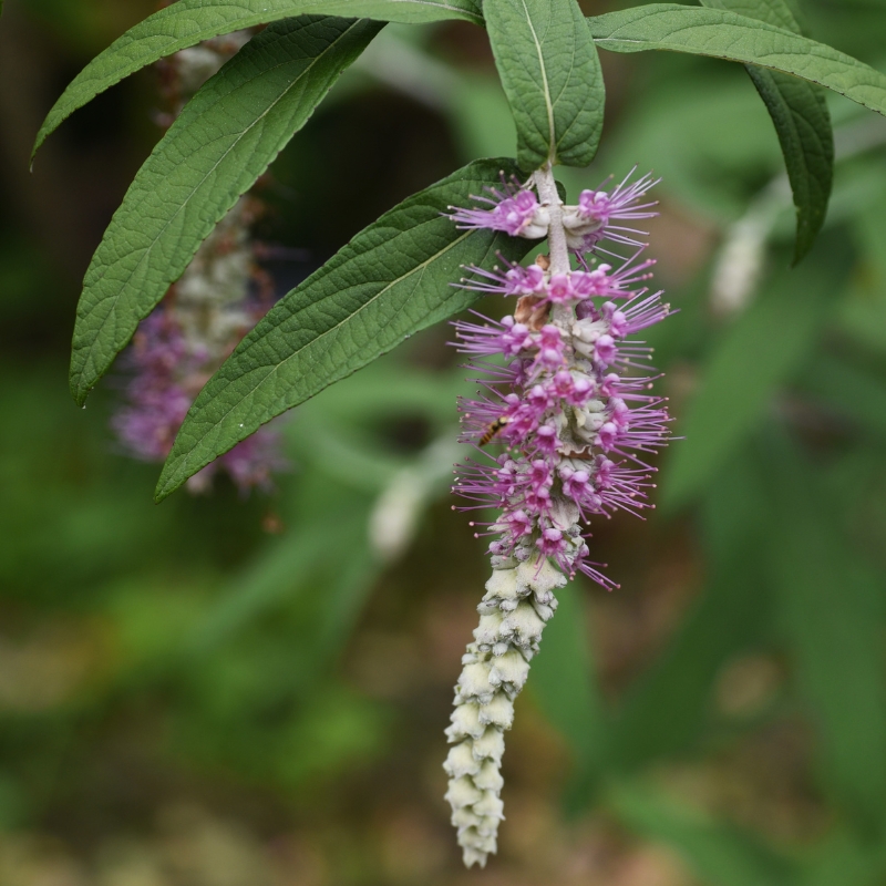 Rostrinucula - Menthe en arbre