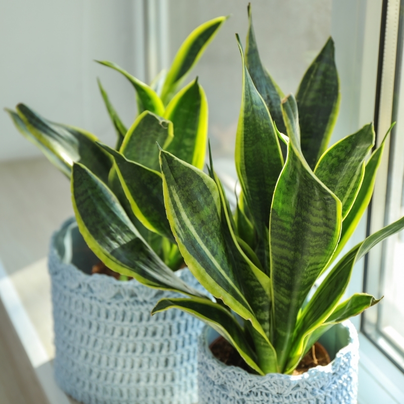 Sansevieria - Snake plant