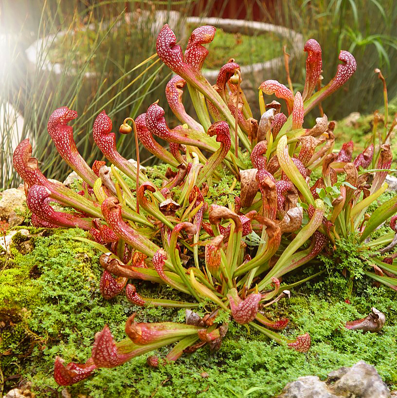 Sarracenia - Pitcher plant