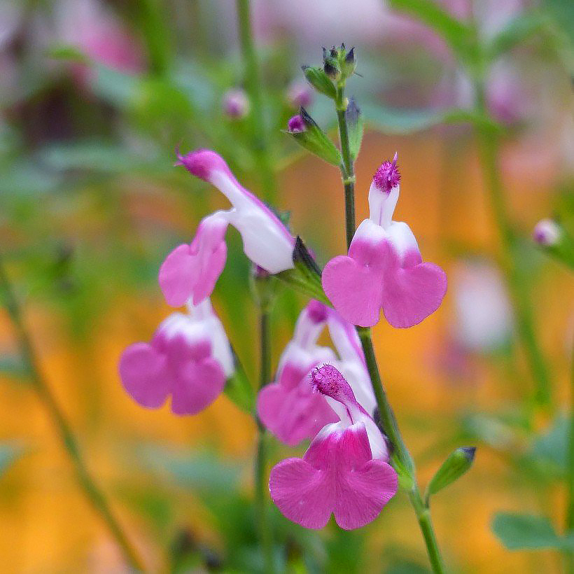 Pink flowered bushy Sage