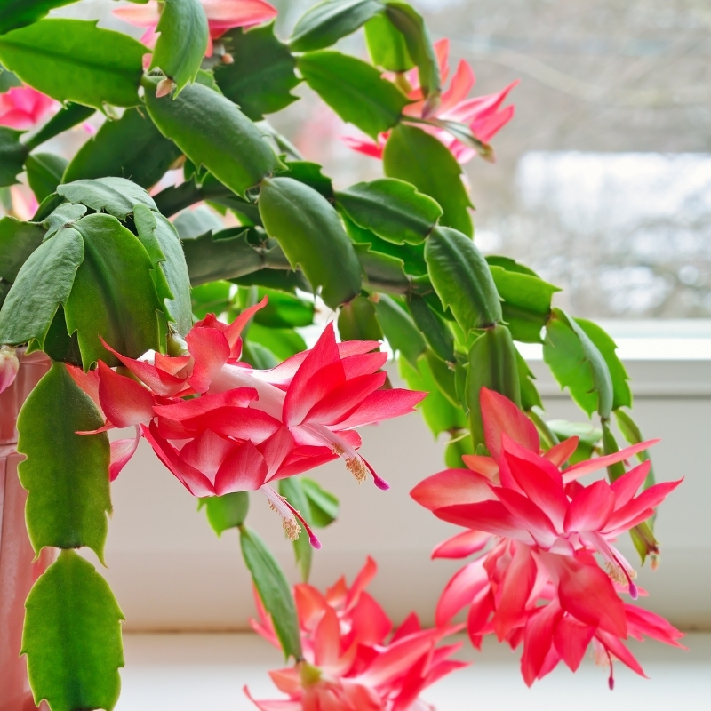 Christmas cactus - Schlumbergera