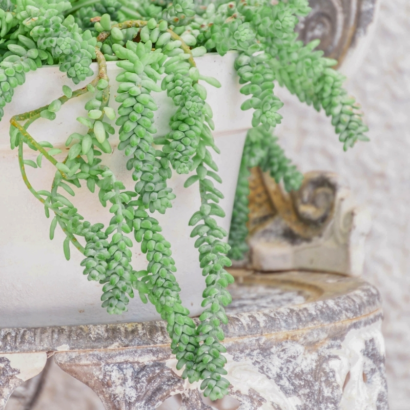 Indoor sedum
