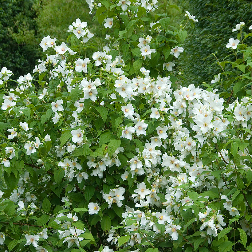 Medium Philadelphus