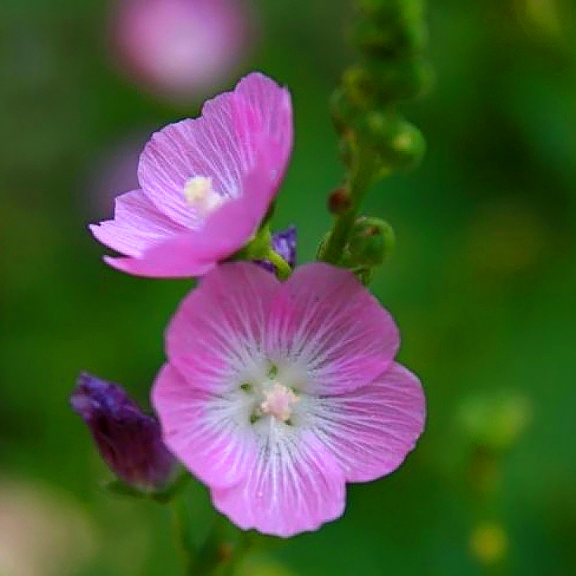Sidalcea - Checker Bloom