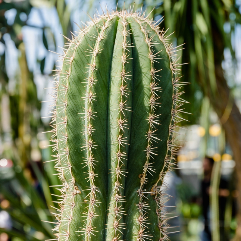 Stenocereus - Tree like cactus