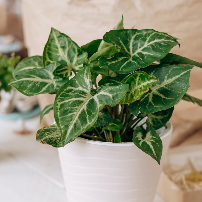Syngonium - Arrowhead vine
