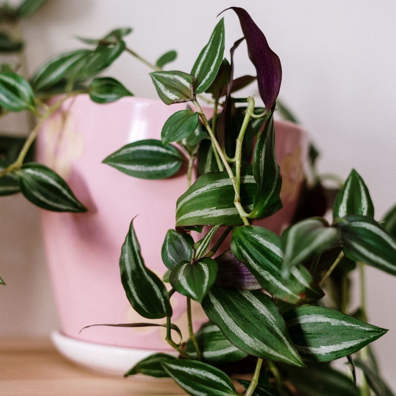 Indoor Tradescantia