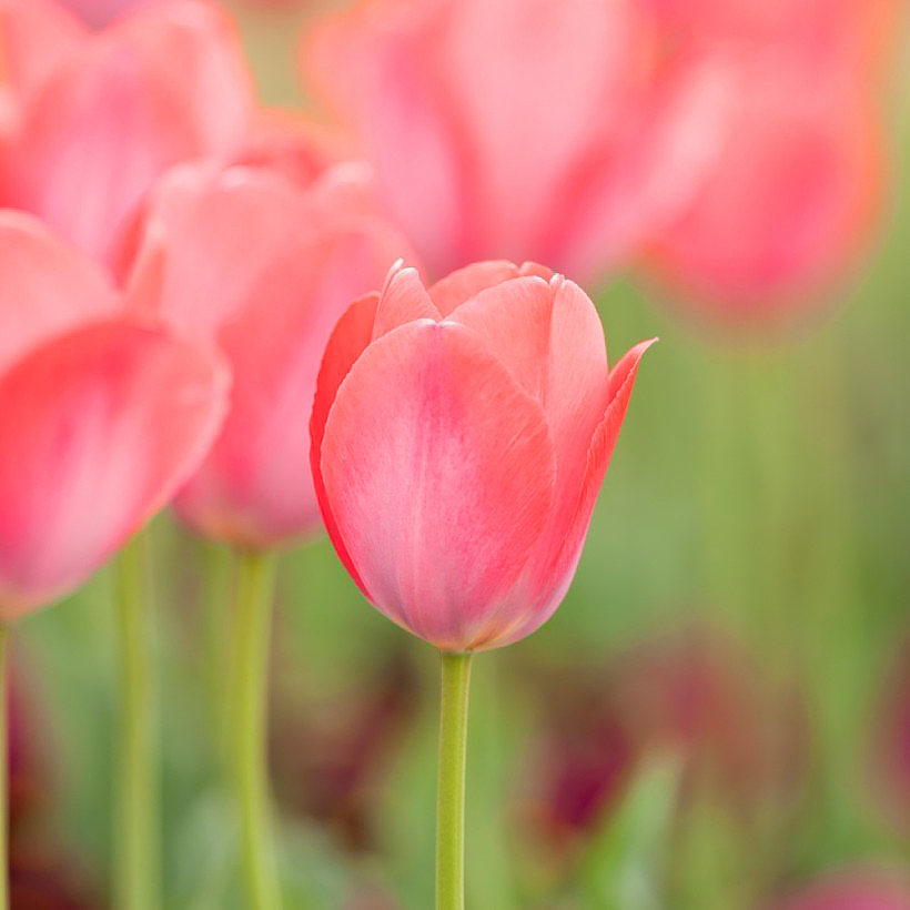 Pink Tulips