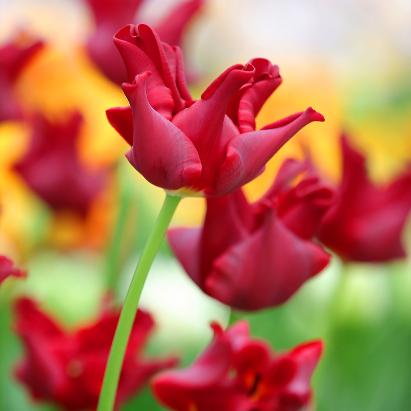 Red Tulips