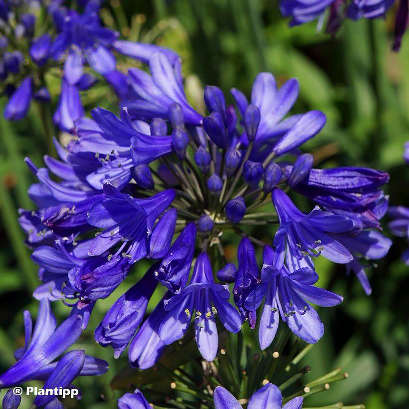 Blue flowering perennials