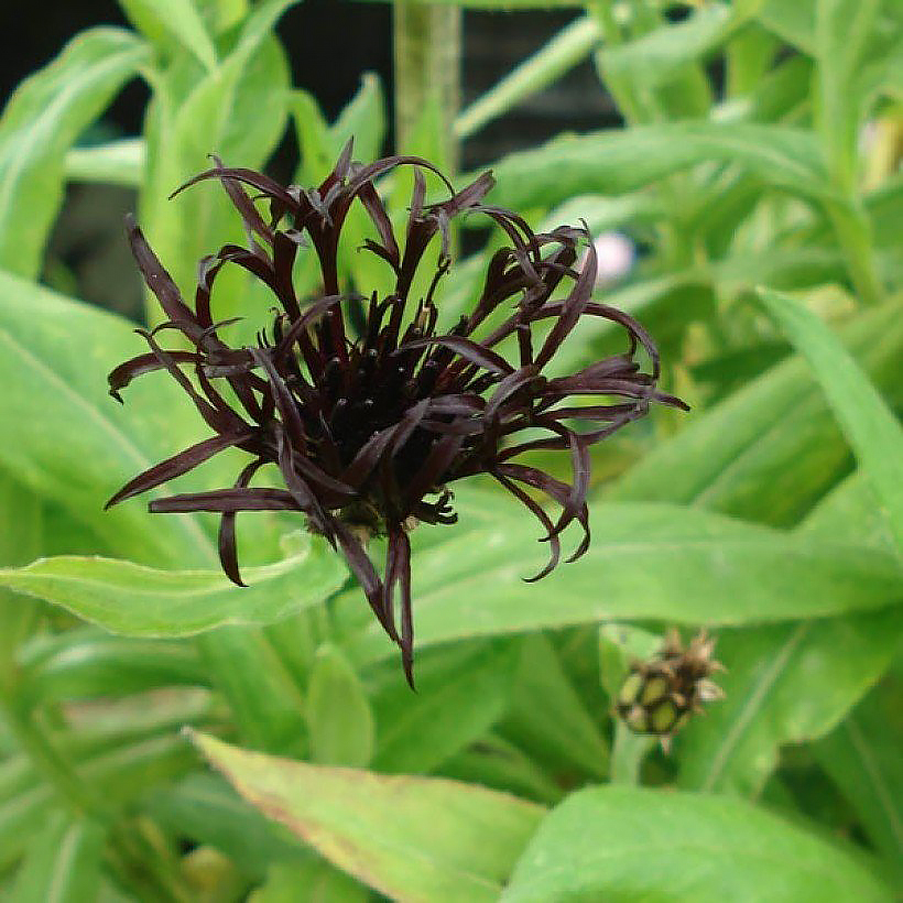 Black flowering perennials