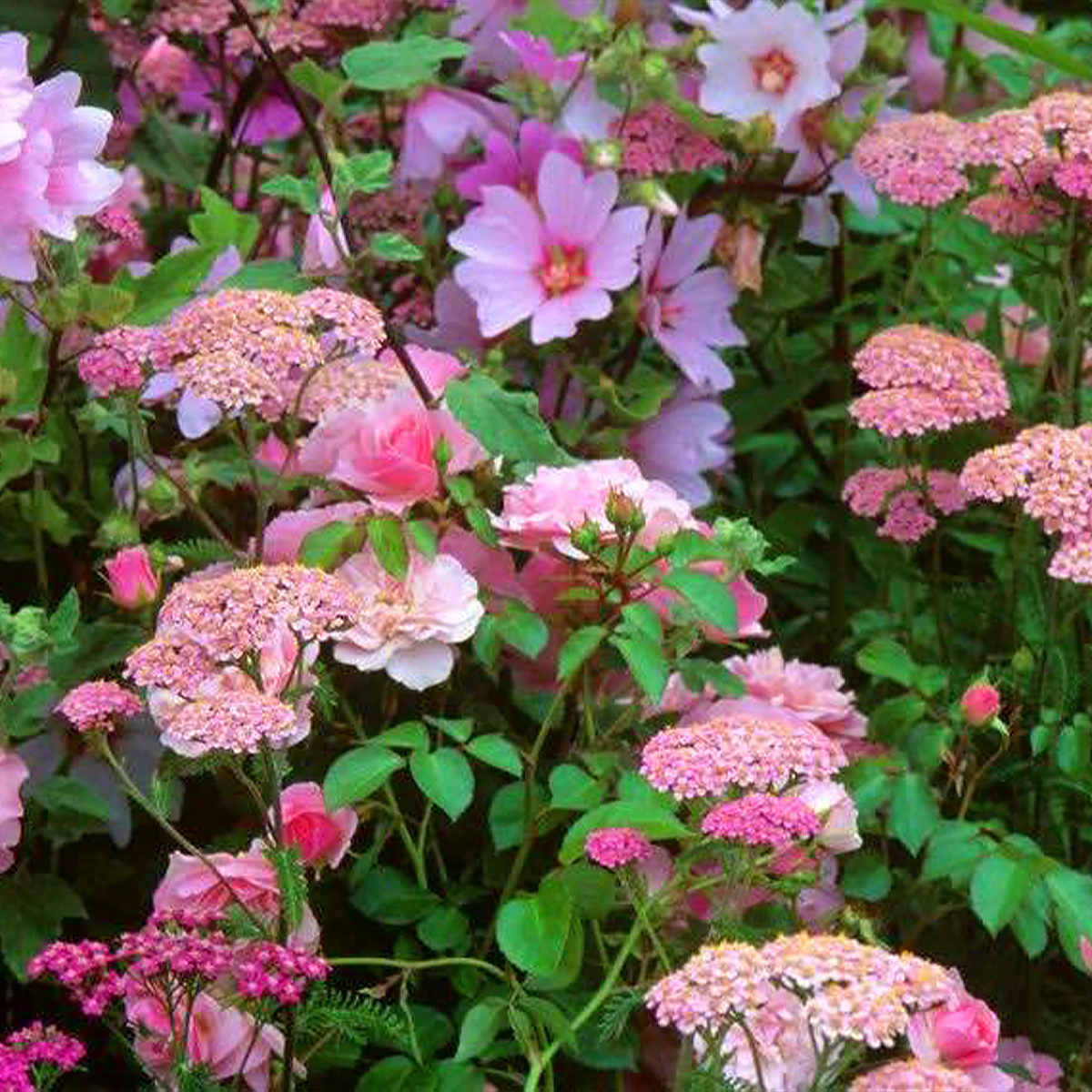 Pink flowering perennials