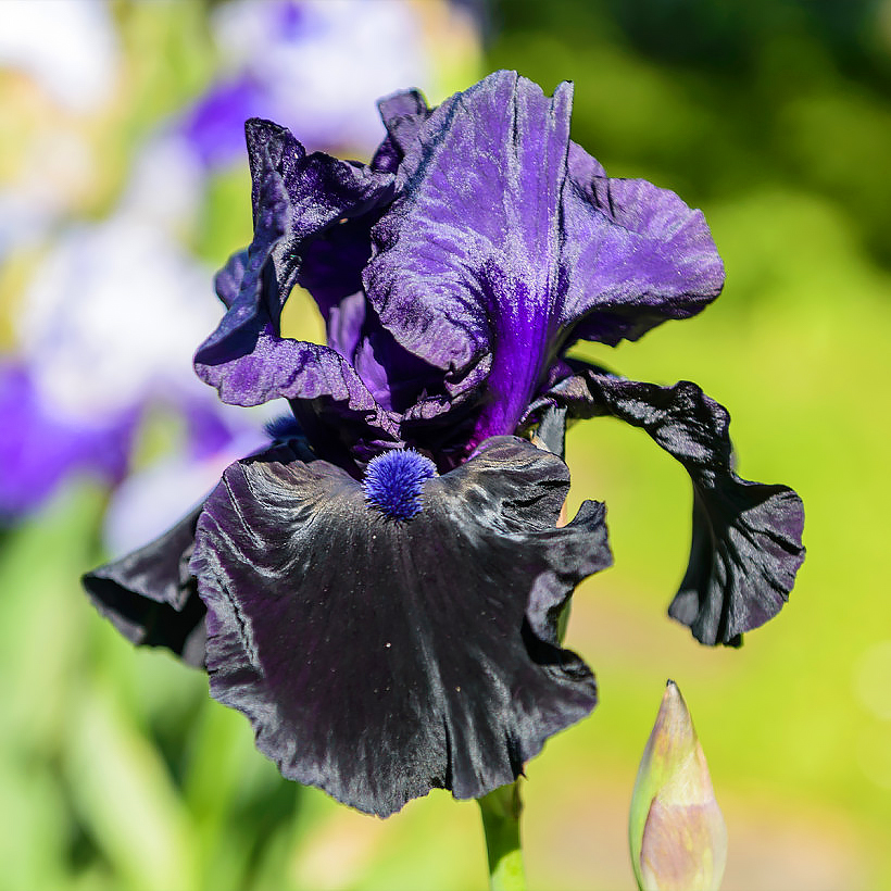 Purple flowering perennials