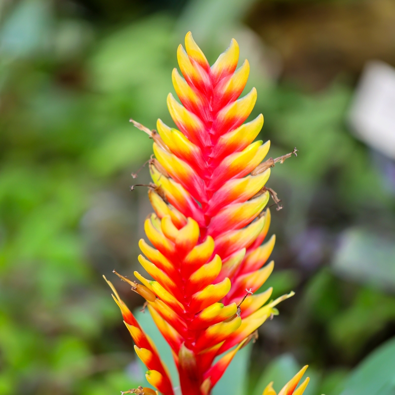 Vriesea - Flaming sword plant