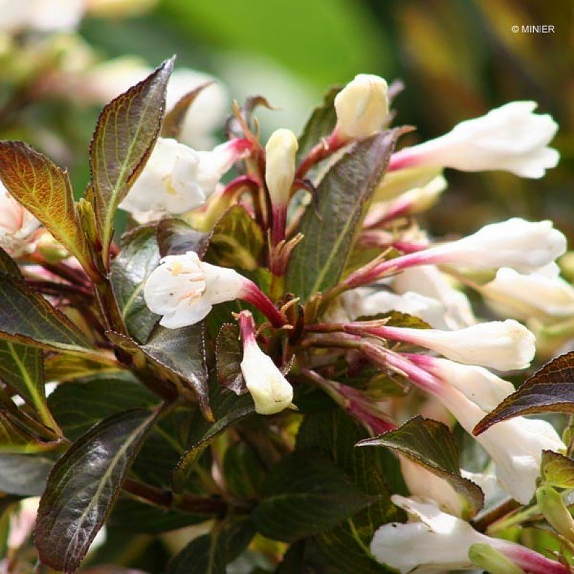 Purple-leaved Weigela