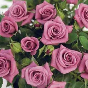 Rosa x polyantha Meillandina Lavender - Dwarf Rose