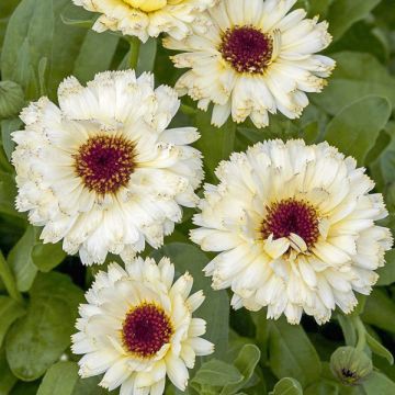 Graines de Calendula officinalis Snow Princess - Souci des jardins.