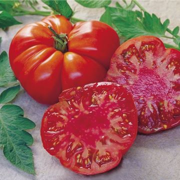 Tomato Apéro F1 TGRAFTED ORGANIC - Cherry Tomato