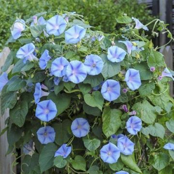 Ipomoea purpurea - Morning Glory Light Blue Star Seeds
