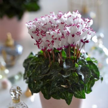 Cyclamen persicum Mini Absolu