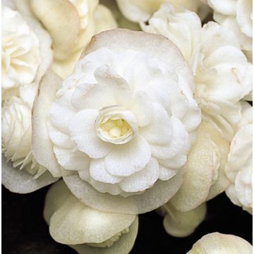 Begonia semperflorens Doublet White