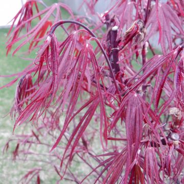 Acer palmatum Pung Kil - Japanese Maple
