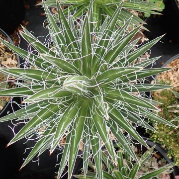 Agave multifilifera 