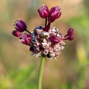 Art Chives - Allium scorodoprasum