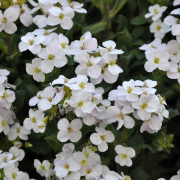 Aubrieta x cultorum Pixie Pearls