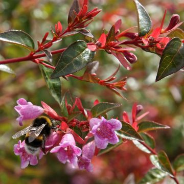 Abelia x grandiflora Edward Goucher