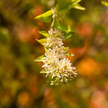 Abelia chinensis