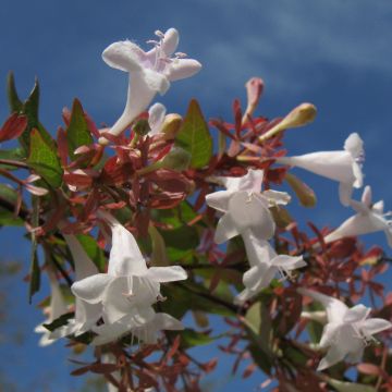 Abelia grandiflora - Abelia with large flowers