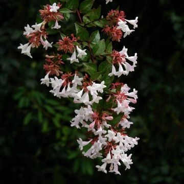 Abelia x grandiflora Semperflorens