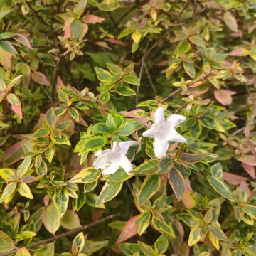 Abelia x grandiflora Sunshine Daydream 'Abelops'